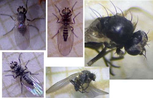 Chromatomyia horticola